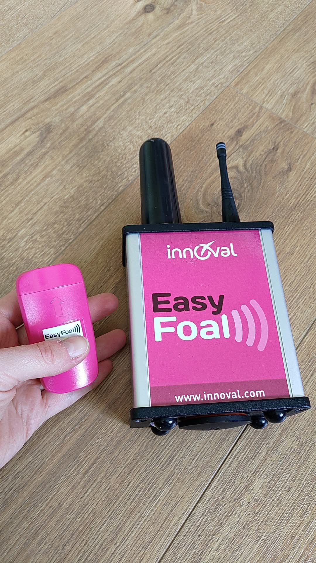 EasyFoal