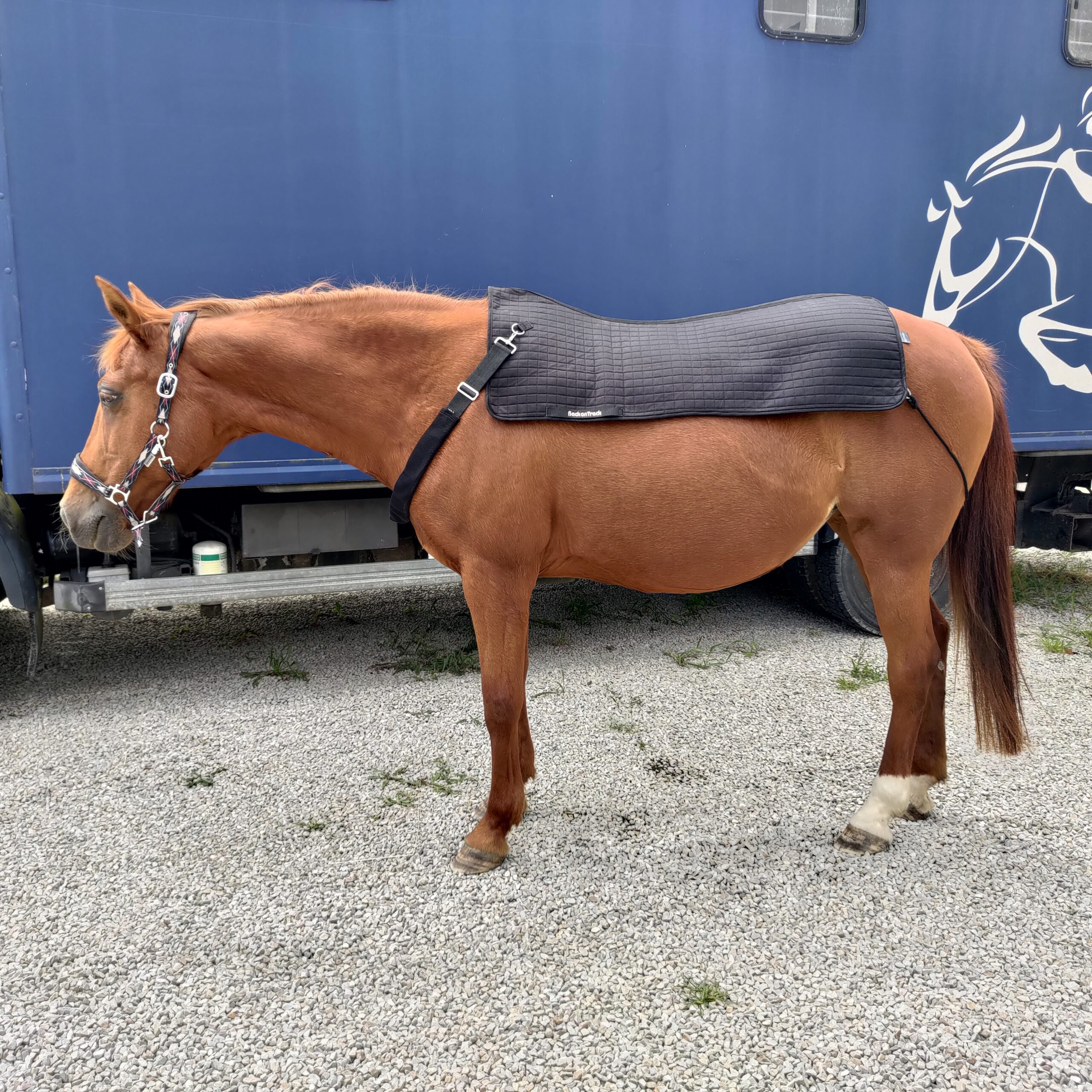 Chauffe dos Back Warmer Royal