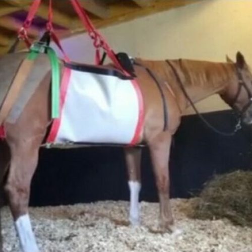 Harnais lève-cheval