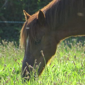 IMG_3010
