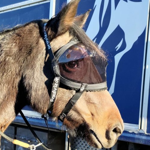 Masque convalescence Equivizor